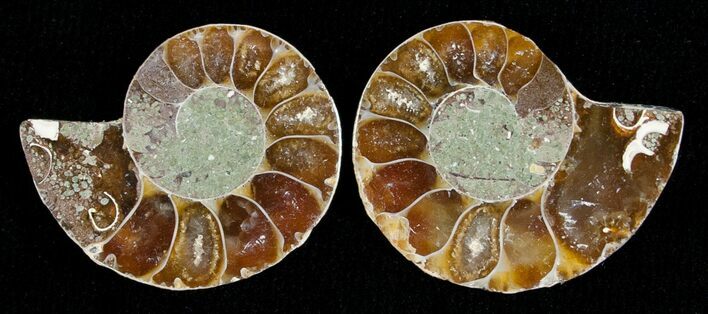 Small Desmoceras Ammonite Pair #5325